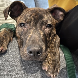 Fundraising Page: Teresa Colaluca